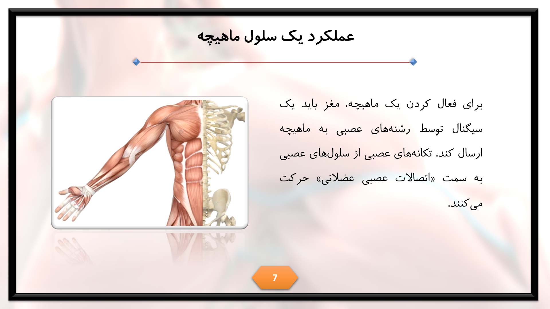 پاورپوینت در مورد ماهیچه 